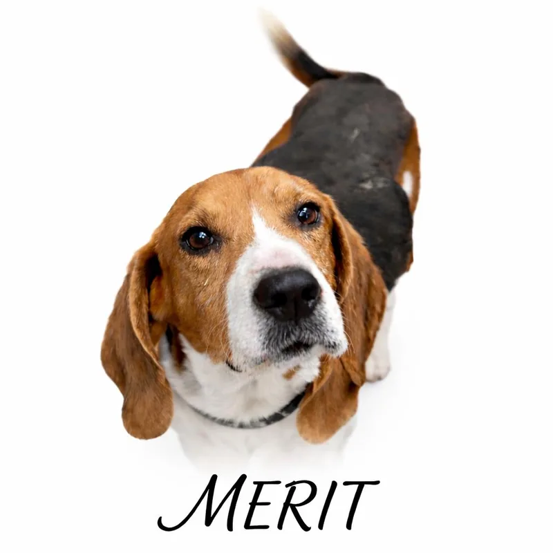 An adult small-sized male Tricolor (Brown, Black, & White) Beagle dog named Merit for adoption in SYLVANIA, GA