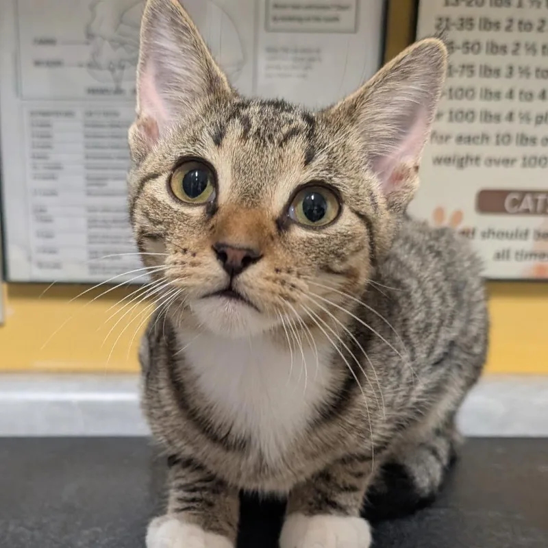 A baby small-sized male Domestic Short Hair cat named Morty for adoption in Huntsville, AR