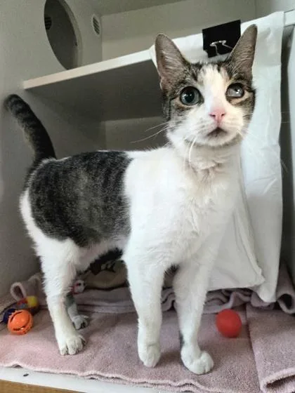 An adult large-sized female Domestic Short Hair cat named Luna for adoption in Savannah, GA