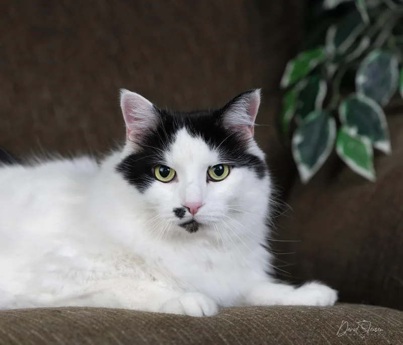 An adult medium-sized male Black & White / Tuxedo Domestic Short Hair cat named Dan for adoption in Anchorage, AK