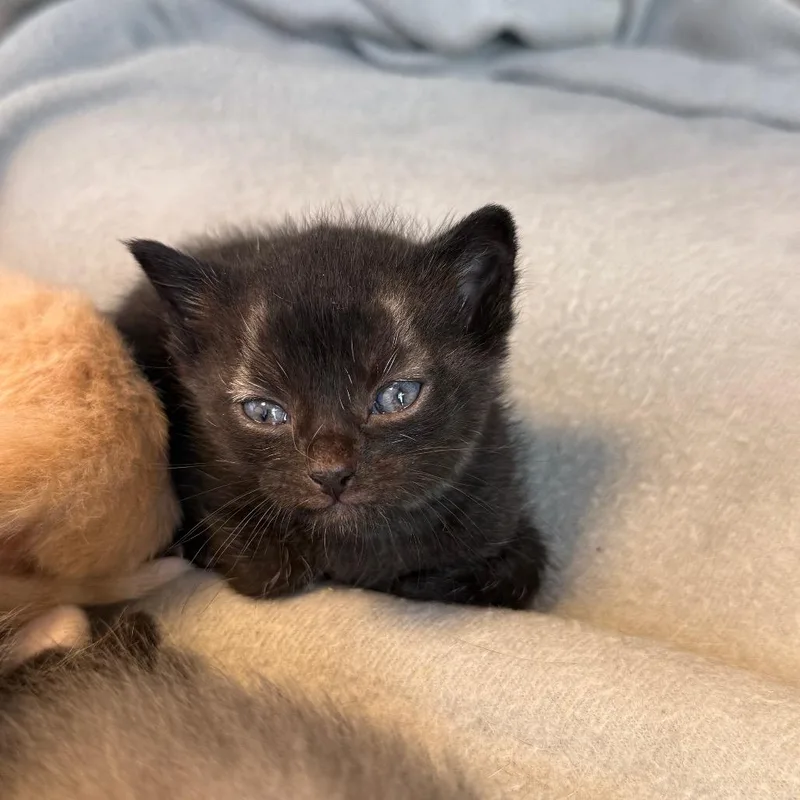 A baby small-sized male Black Domestic Medium Hair cat named Harley for adoption in Madisonville, TN