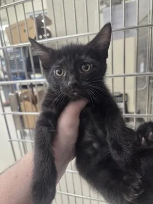 A baby small-sized male Domestic Short Hair cat named Prince Of Darkness for adoption in Westland, MI