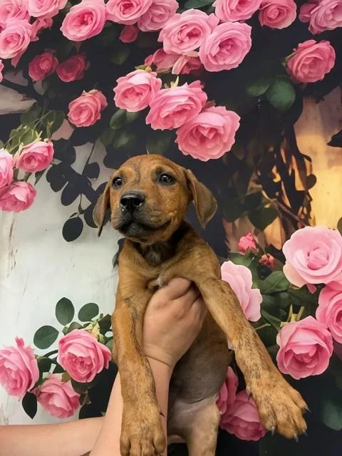 A baby small-sized male Pit Bull Terrier dog named Snickerdoodle for adoption in San Bernardino, CA