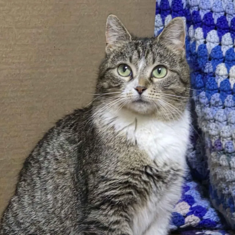 A young small-sized female Brown / Chocolate Domestic Short Hair cat named Tulip for adoption in Richmond, KY