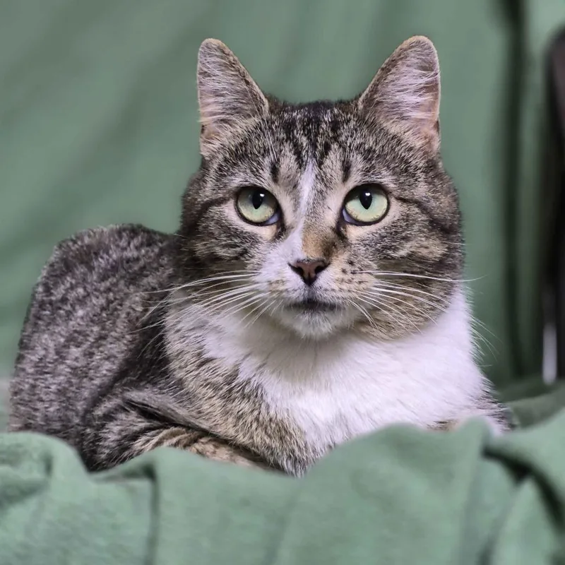 Tulip thumbnail 4