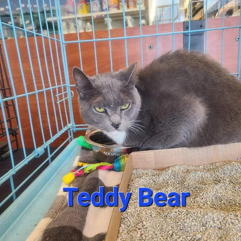 Teddy Bear