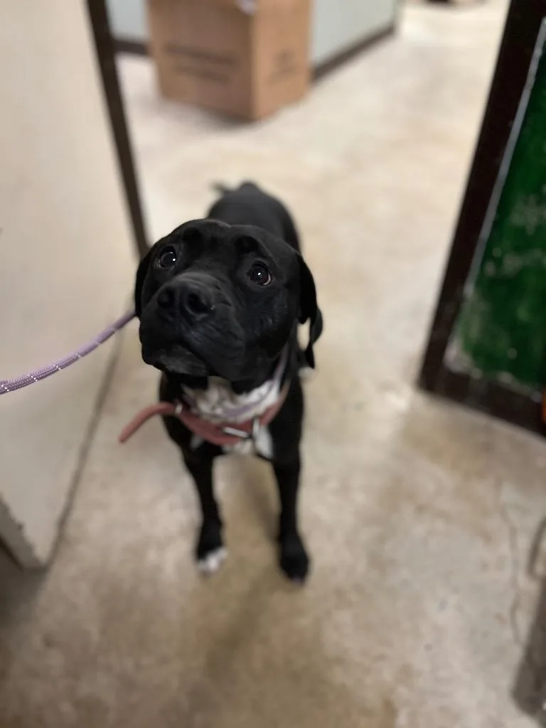 A young large-sized female American Staffordshire Terrier dog named Lucy for adoption in New Braunfels, TX
