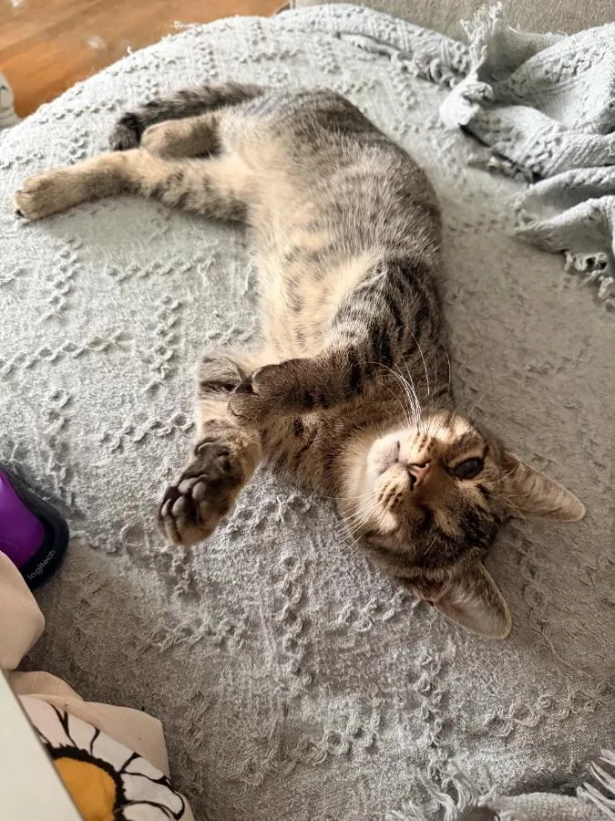A baby small-sized male Tabby (Buff / Tan / Fawn) Domestic Short Hair cat named Lloyd for adoption in Romney, WV