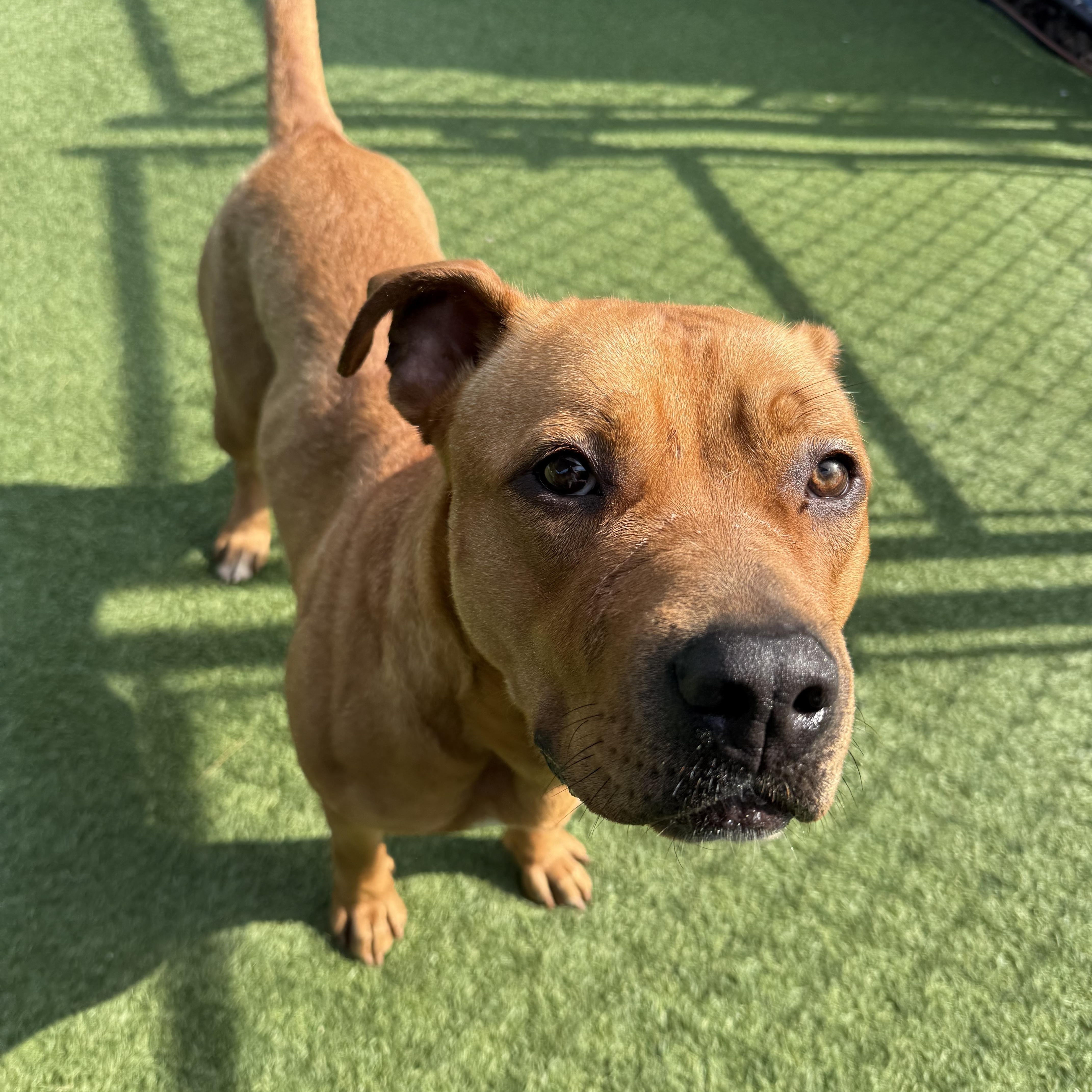 An adult large-sized female Mixed Breed dog named Cinnamon for adoption in Groton, CT