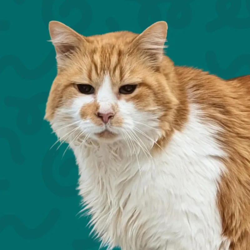 Elroy thumbnail 2