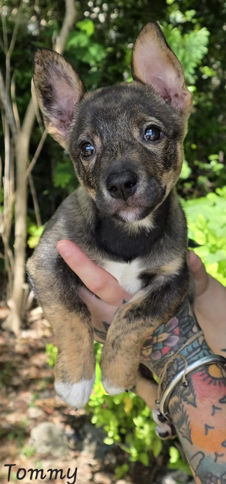 A baby small-sized male Rat Terrier dog named Tommy for adoption in Key Largo, FL