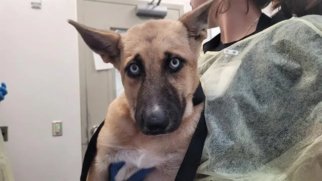 A baby small-sized male German Shepherd Dog dog named Gonzo for adoption in Tucson, AZ