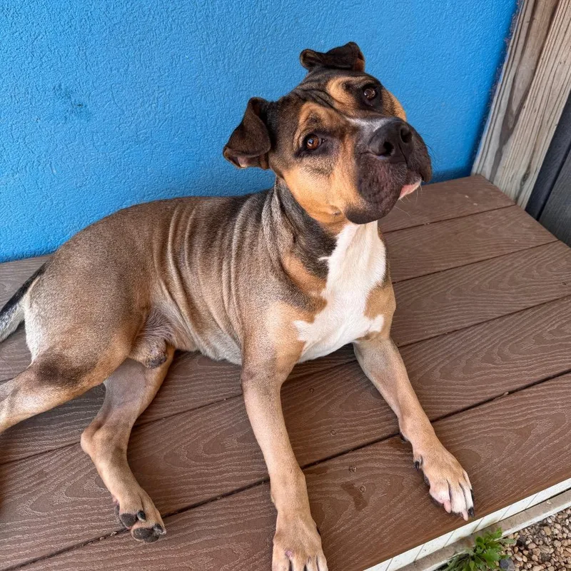 An adult medium-sized male Brown / Chocolate Pit Bull Terrier dog named Coltrane for adoption in Weimar, CA