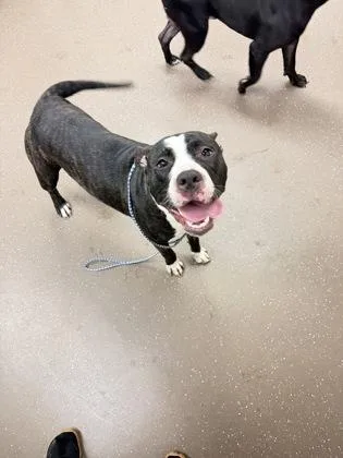 An adult large-sized female Pit Bull Terrier dog named Suzie for adoption in South Bend, IN