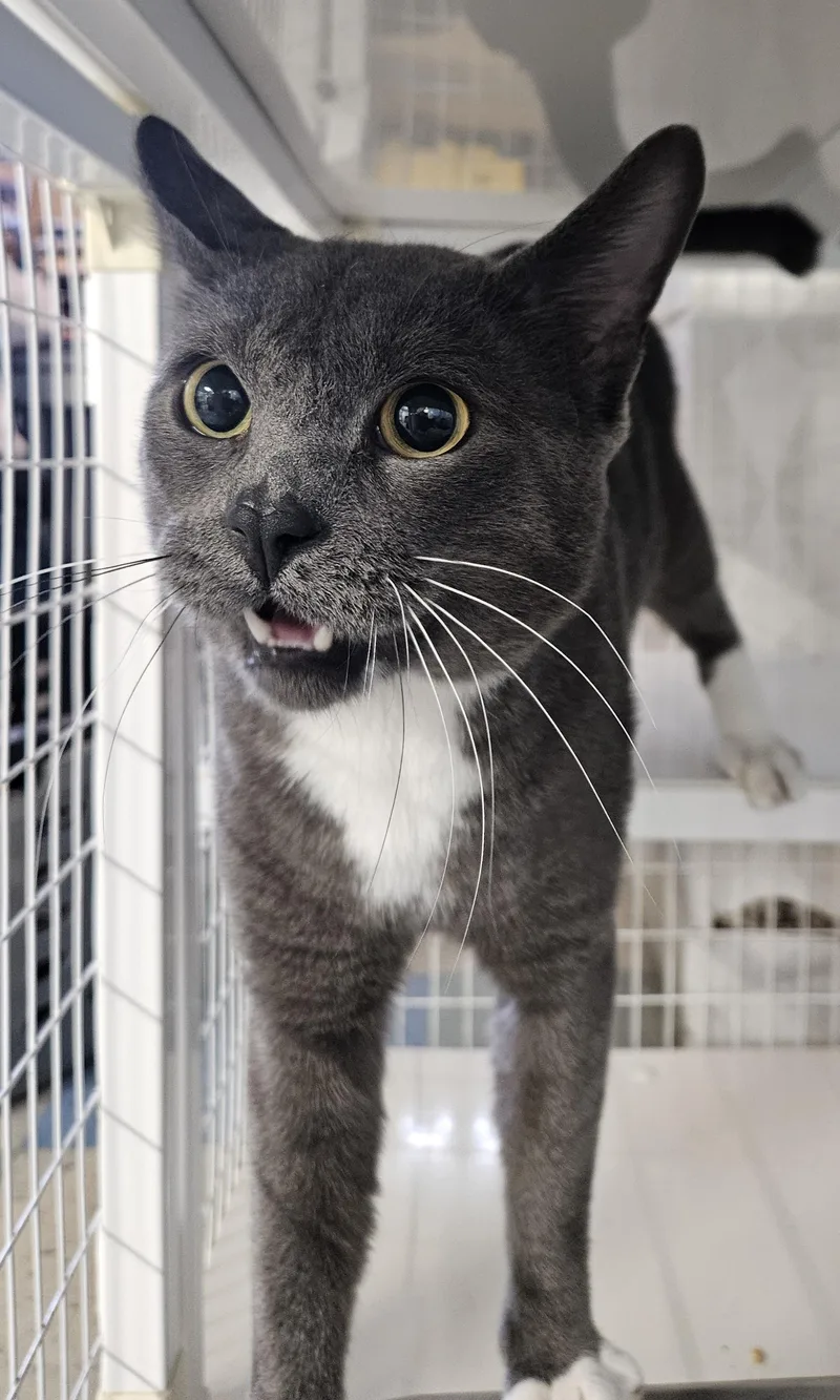 An adult medium-sized male Domestic Short Hair cat named Kinski Fiv Positive for adoption in Claremont, NH