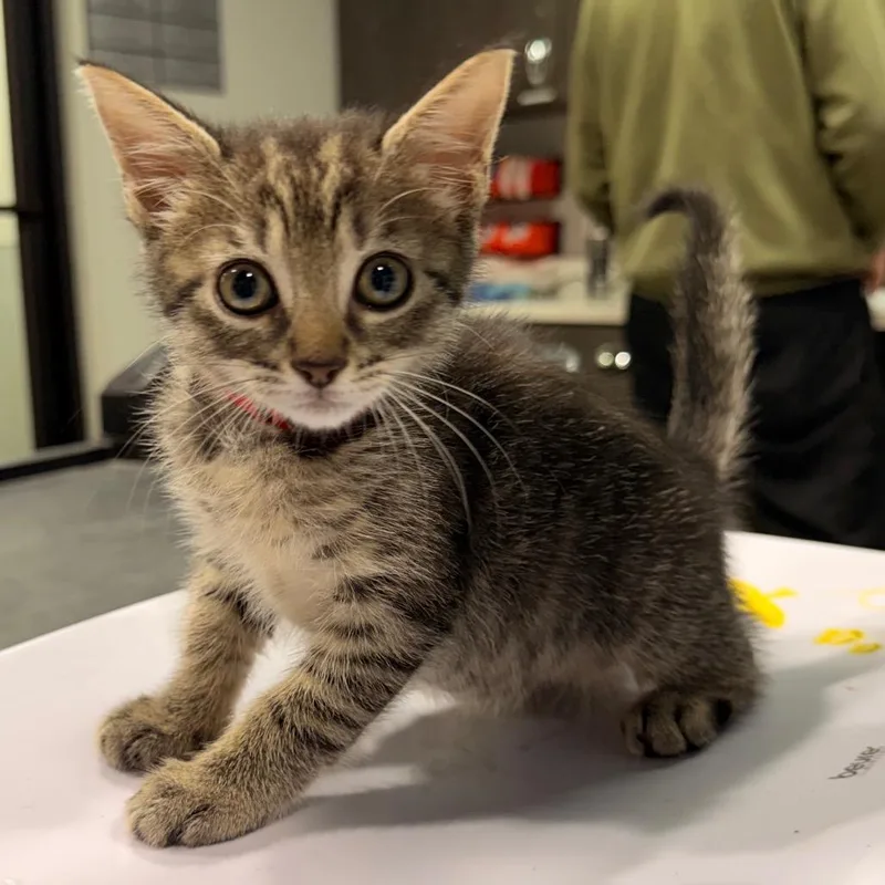 A baby small-sized female Gray / Blue / Silver Domestic Short Hair cat named Annie for adoption in Tampa, FL