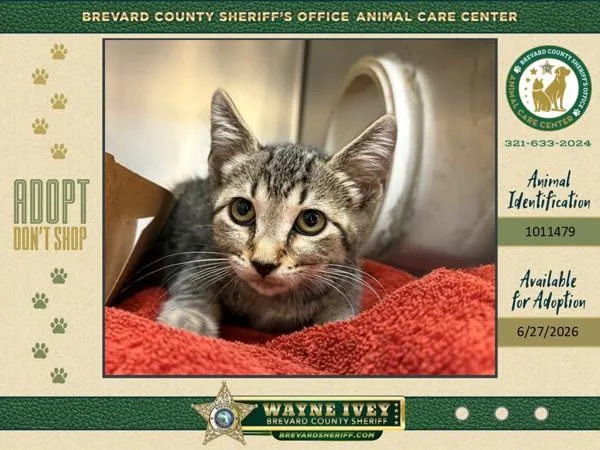 A baby small-sized female Domestic Short Hair cat named Potato Wedge for adoption in Melbourne, FL