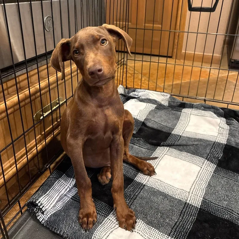 A baby medium-sized female Brown / Chocolate Doberman Pinscher dog named Boba for adoption in Humble, TX