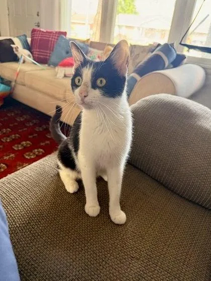 An adult medium-sized female Domestic Short Hair cat named Zaboomafoo for adoption in Columbus, IN