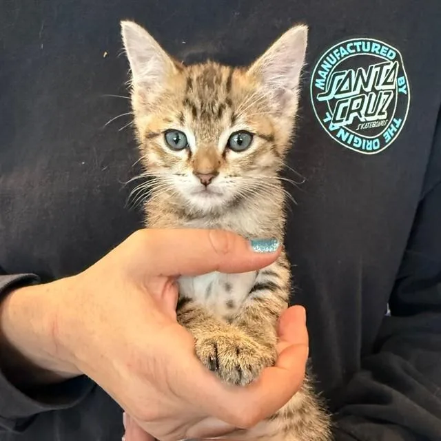 A baby small-sized male Domestic Short Hair cat named Checkers for adoption in Auburn, CA