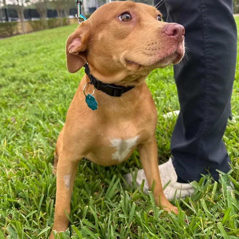 A young small-sized female Mixed Breed dog named Harvest for adoption in West Palm Beach, FL