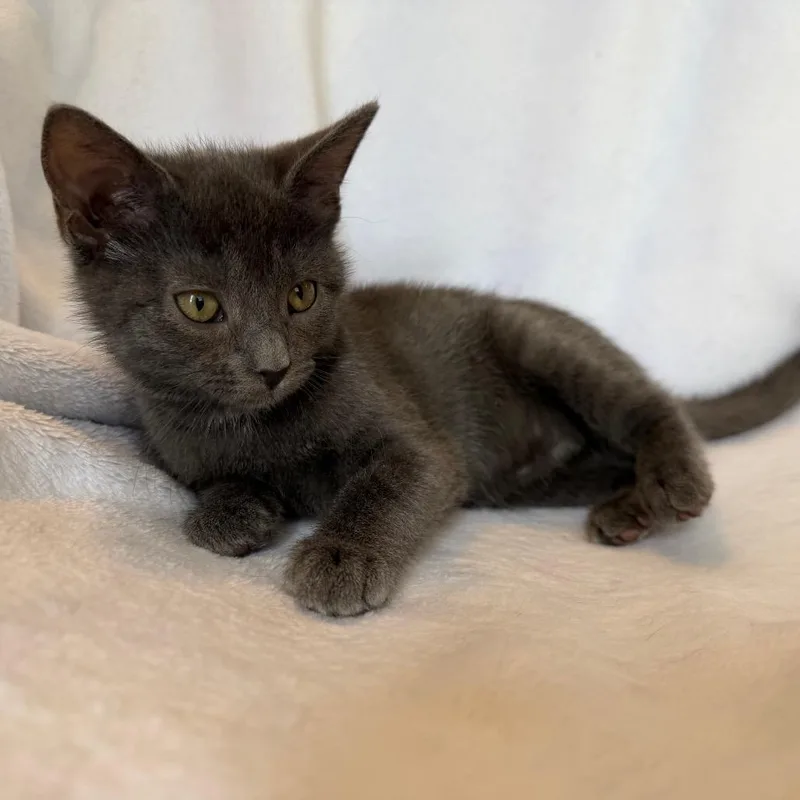 A baby small-sized female Gray / Blue / Silver Domestic Short Hair cat named Pearl for adoption in La Grange, KY