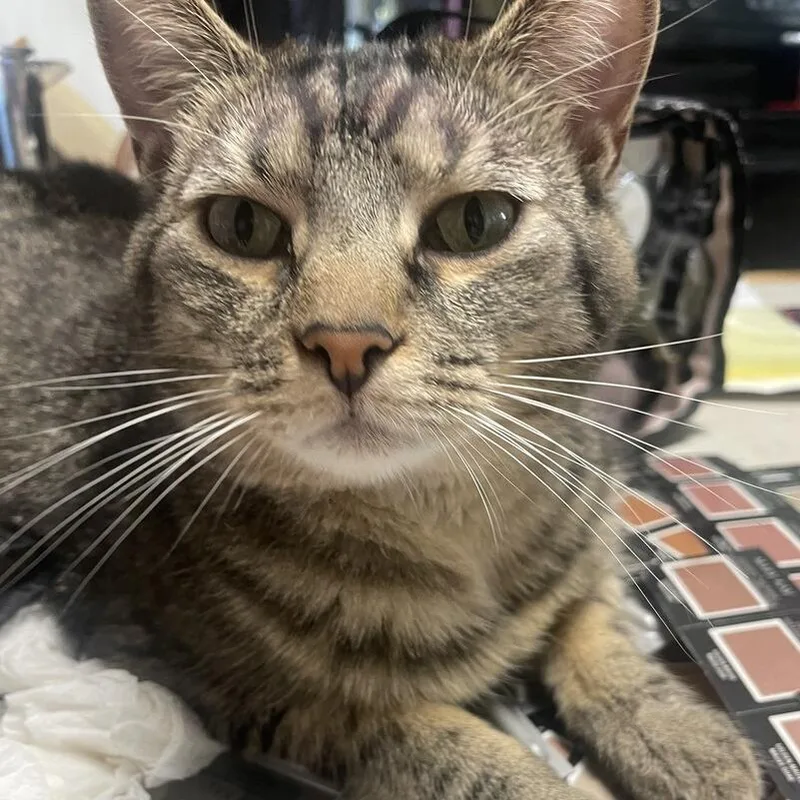 An adult small-sized female Brown / Chocolate Domestic Short Hair cat named Mabel for adoption in Greensburg, PA