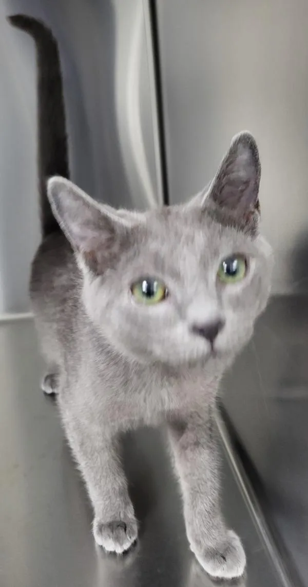 A baby small-sized male Domestic Short Hair cat named If  Bubbles for adoption in Lawrenceville, GA