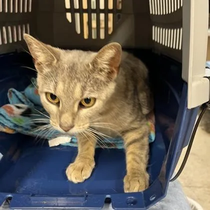 An adult small-sized female Domestic Short Hair cat named Katie for adoption in Cincinnati, OH