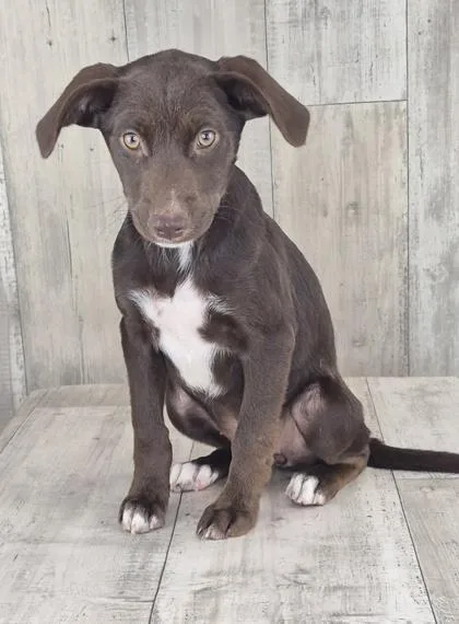 A young small-sized female Terrier dog named Blinky for adoption in Shreveport, LA