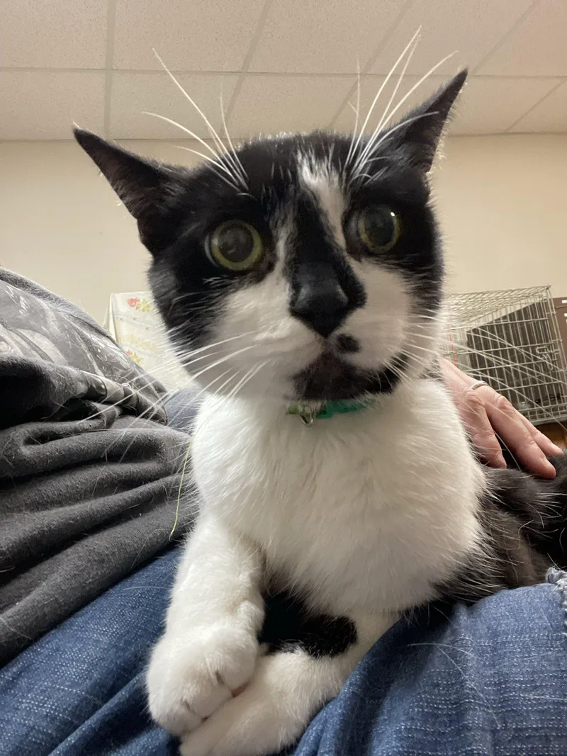 Chocolate Chip thumbnail 2