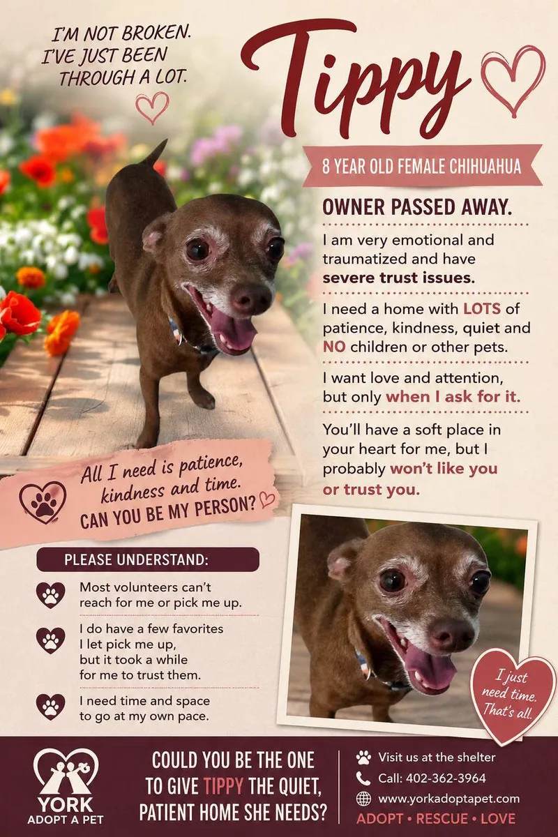 An adult small-sized female Chihuahua dog named Tippy for adoption in York, NE