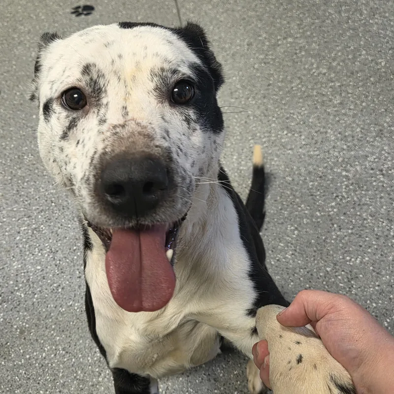 An adult medium-sized male Black Pit Bull Terrier dog named Duke for adoption in Watertown, NY