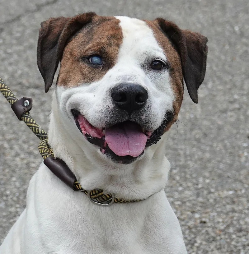An adult large-sized male Brindle Terrier dog named Petey for adoption in Millfield, OH
