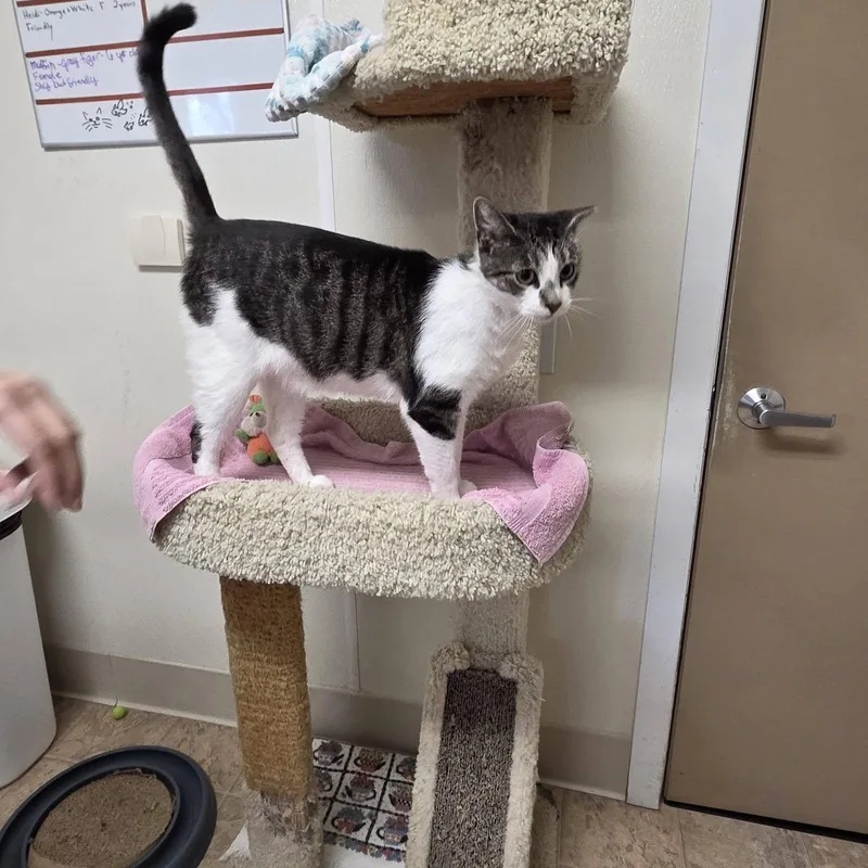A young medium-sized female Gray & White Domestic Short Hair cat named Penny for adoption in Dillsburg, PA