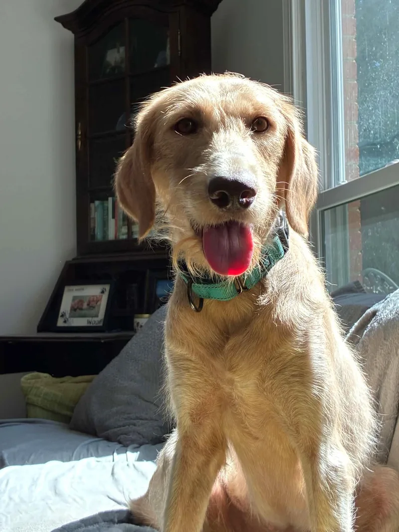 A young large-sized female Labrador Retriever dog named Ivy for adoption in Arlington, VA