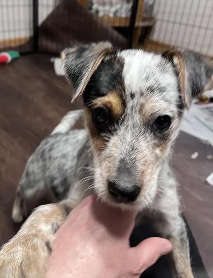 Rocco Becht thumbnail 2