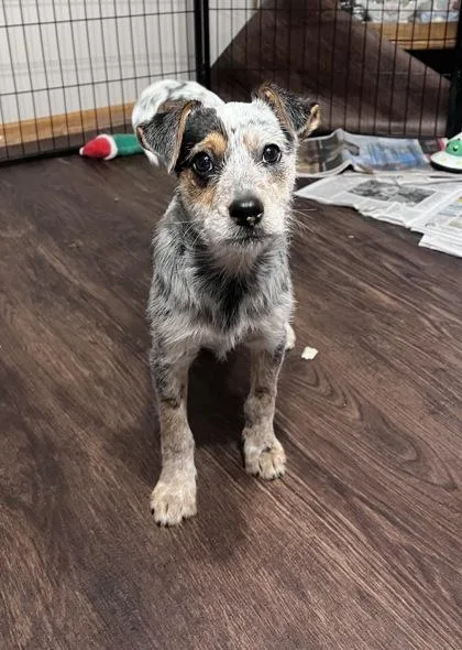 Rocco Becht thumbnail 4