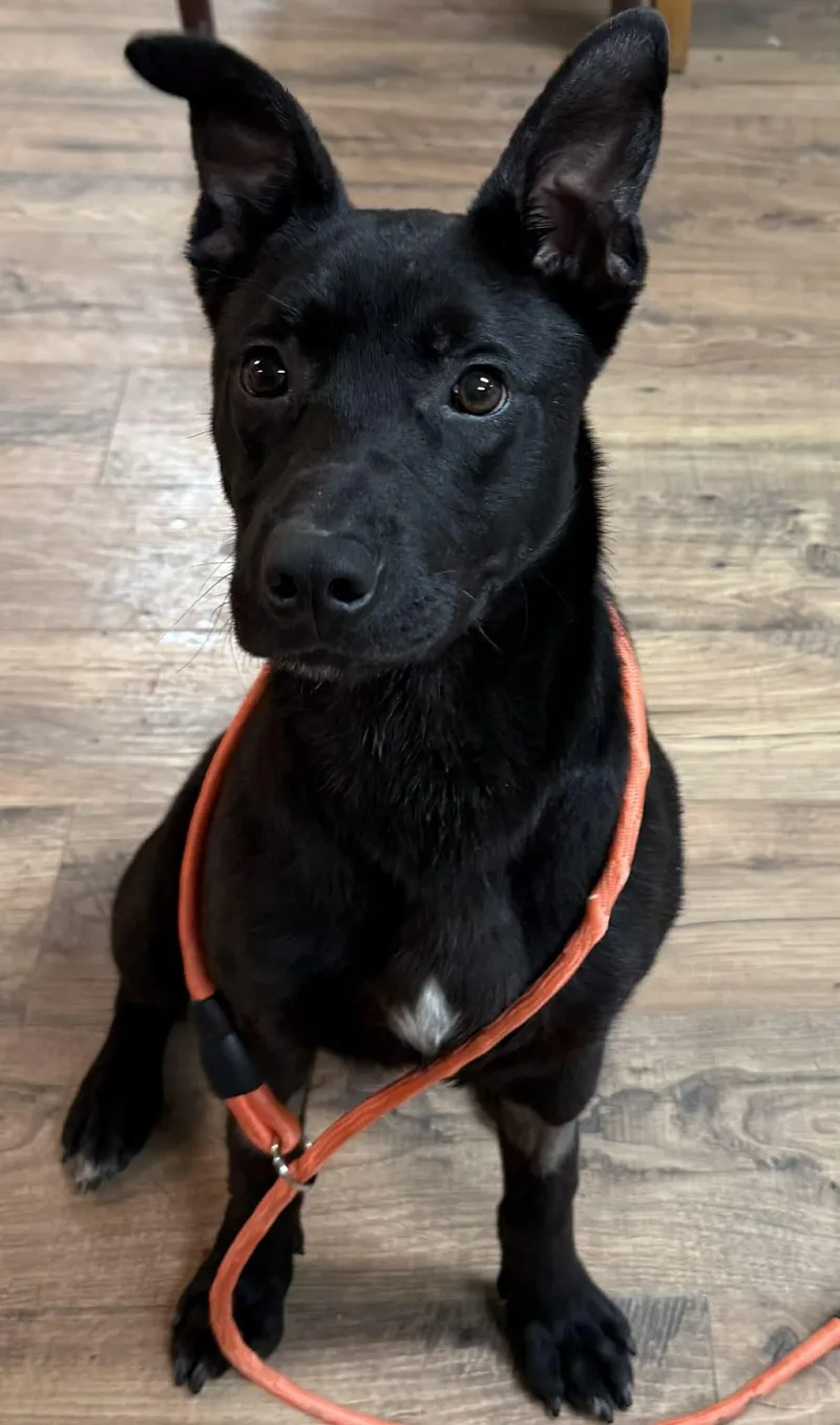An adult medium-sized male Black German Shepherd Dog dog named Aero for adoption in Baxter, KY