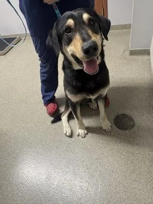 An adult large-sized male German Shepherd Dog dog named Ghost for adoption in Pequot Lakes, MN