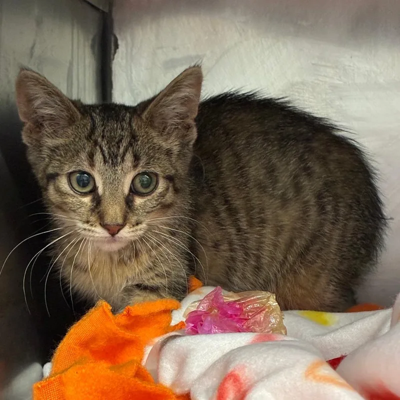 A baby small-sized female Brown / Chocolate Domestic Short Hair cat named Random House for adoption in Dearborn, MI