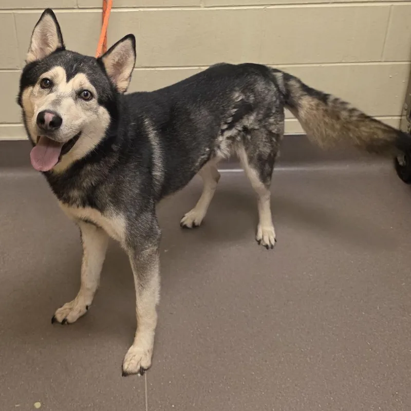 An adult medium-sized male Black Husky dog named Kodiak for adoption in Norman, OK