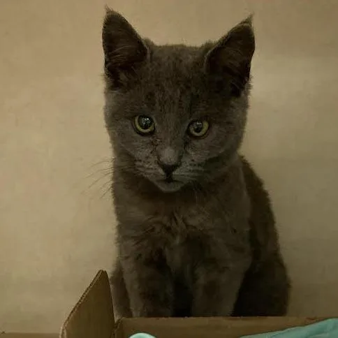 An adult small-sized female Gray / Blue / Silver Domestic Short Hair cat named Tuesday for adoption in Westminster, CA