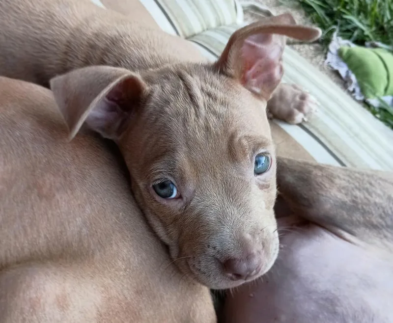 A baby medium-sized female Terrier dog named Allie for adoption in Aurora, IL