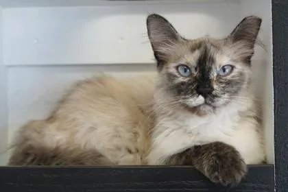 An adult large-sized female Domestic Long Hair cat named Polaris for adoption in Fountain Hills, AZ