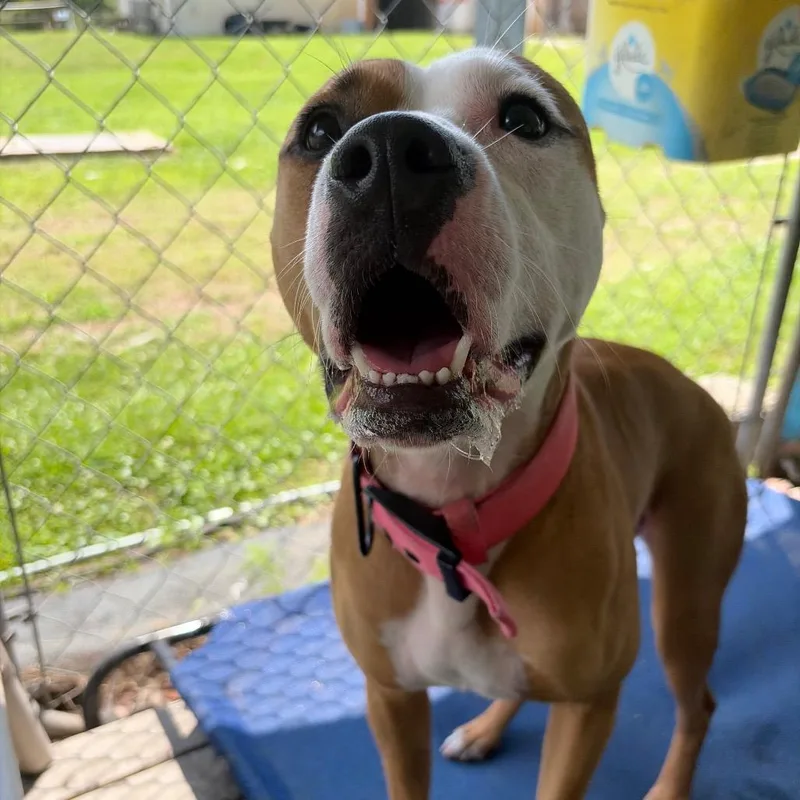Daisy Mae