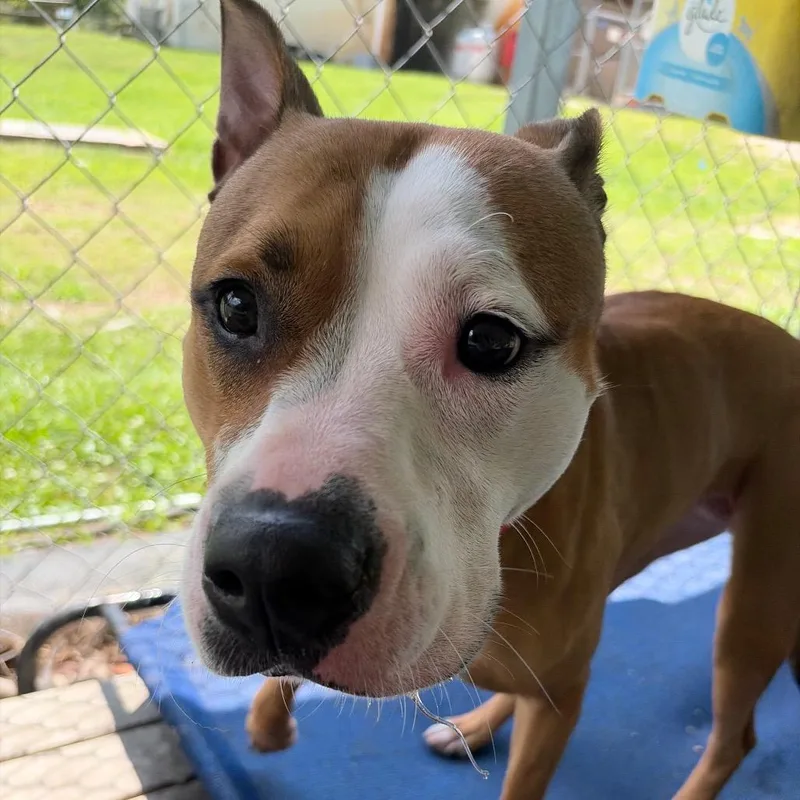 Daisy Mae thumbnail 3