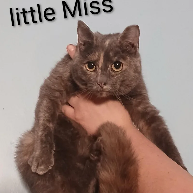 Little Miss thumbnail 2