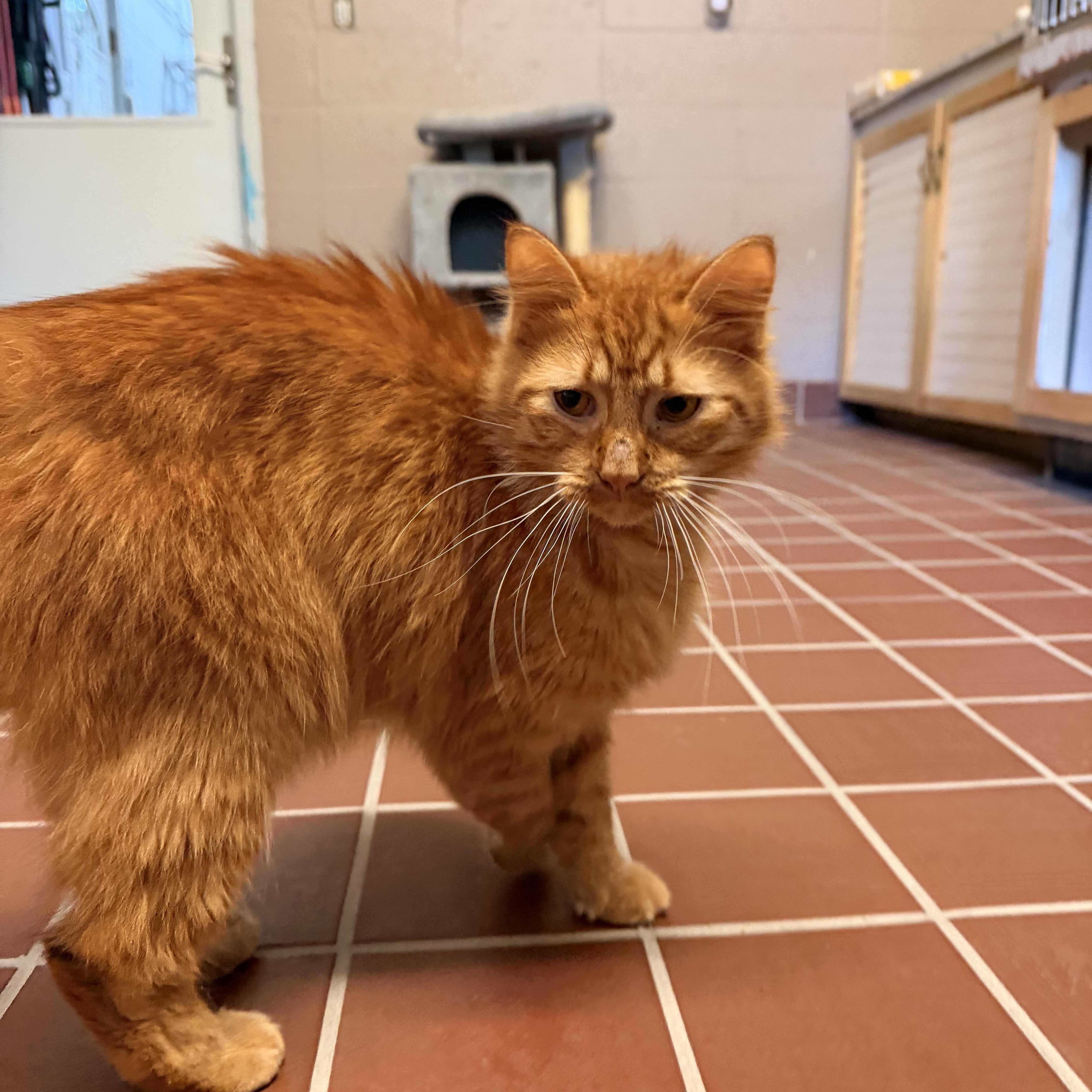 An adult medium-sized male Orange & White Domestic Medium Hair cat named Simba for adoption in Honesdale, PA
