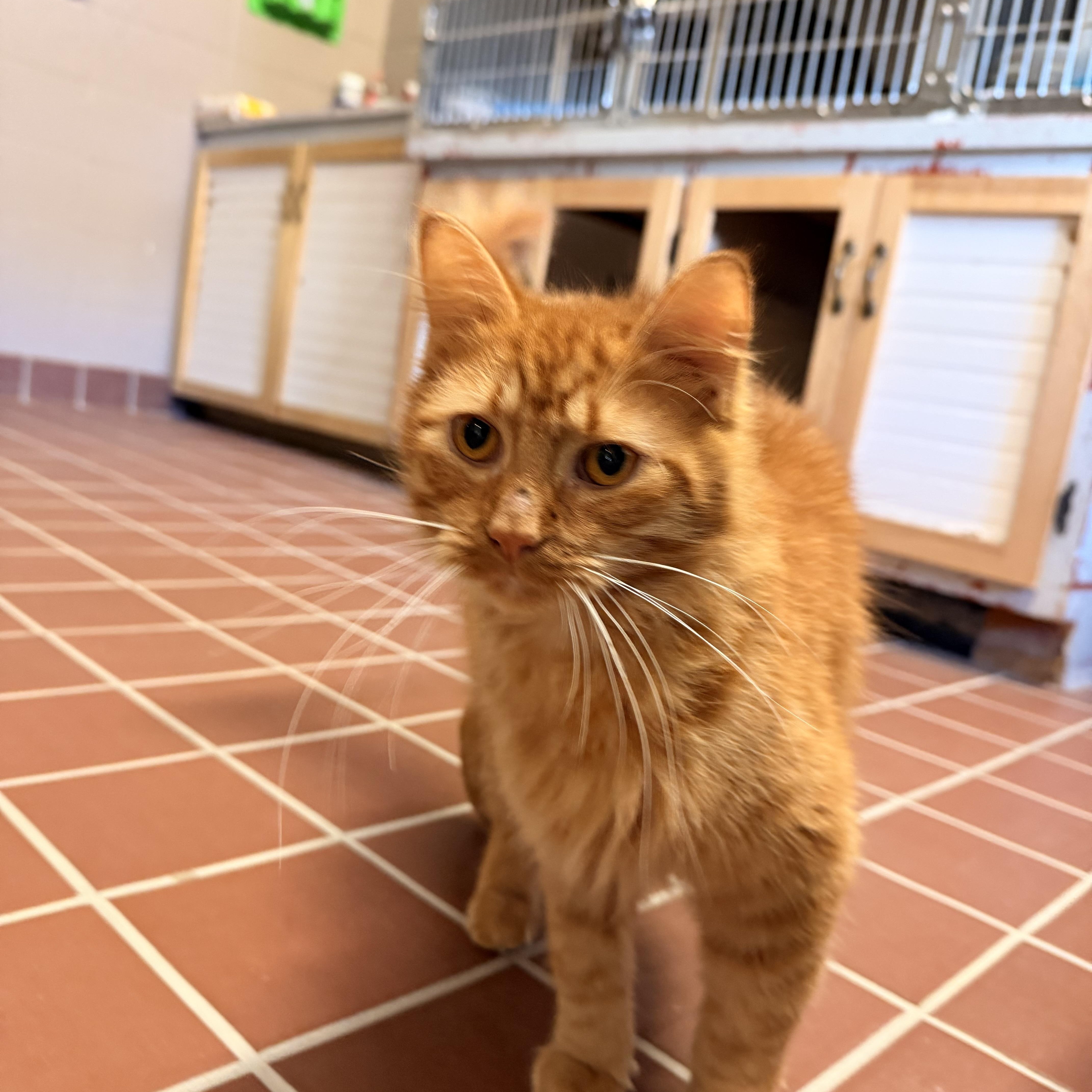 Simba thumbnail 2